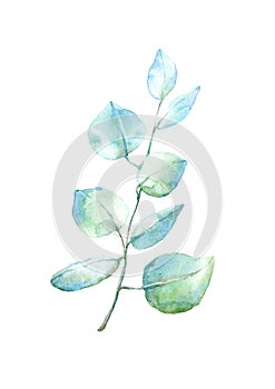 Floral eucalyptus branches.Frame of a herbs.Watercolor hand drawn illustration.