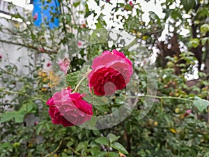 Floral Euphoria: Red Roses in Their Resplendent Glory