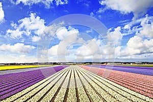 Floral fields in Holland