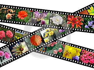 Floral filmstrips illustration
