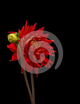 Floral fine art still life detailed color macro flower image of a single isolated blooming red dahlia blossom with bud on black