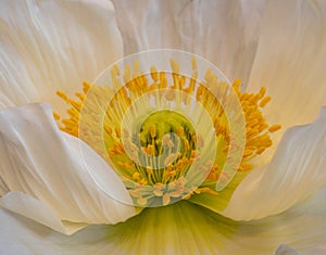 Fine art still life detailed color macro of the heart of a white yellow green Iceland poppy blossom