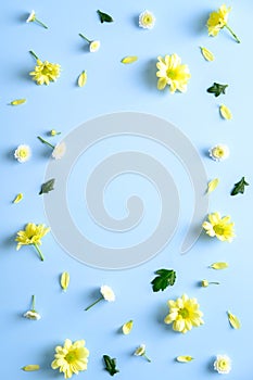 Floral flat lay composition with yellow daisy flowers on blue background. Flat lay, top view, copy space