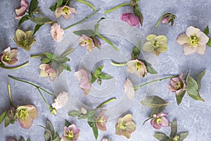 floral flat lay of hellebores on a gray background. Top view. Spring composition, full frame