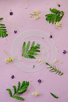 Floral flat lay with spring flowers and green leaves, square botanical pattern on pink background, spring season nature still life