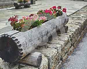 Floral flowerbed in a big log