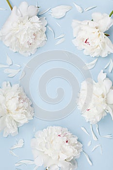 Floral frame of beautiful white peony flowers on blue pastel table top view and flat lay style.