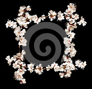Floral frame from cherry blossom branches