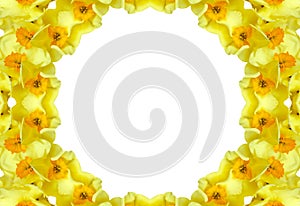 Floral frame - daffodils