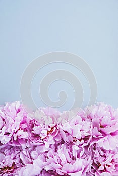 Floral frame made with beatiful fresh pink peonies in full bloom.