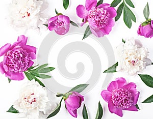 Floral frame made of pink and white peony flowers and leaves isolated on white background. Flat lay.