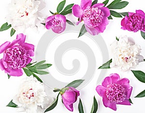 Floral frame made of pink and white peony flowers and leaves isolated on white background. Flat lay.