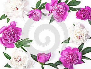 Floral frame made of pink and white peony flowers and leaves isolated on white background. Flat lay.