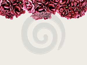Floral frame made of purple peony tulips flowers on white background. Flat lay, Top view