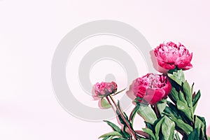 Floral frame. Pink peonies with hard shadow on pastel background, copy space. Trendy pattern, summer concept. Top view