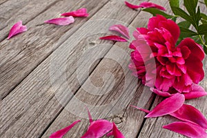 Floral frame with pink peonies on wooden background