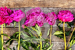 Floral frame with pink peonies on wooden background