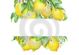 Floral frame with watercolor lemon tree branches with fruits and flowers