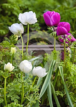 Floral garden backdrop