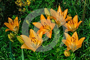 Floral garden. Beautiful orange Lily Latin: Lilium closeup. Soft selective focus