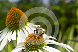 Floral garden close-up of a yellow black bumblebee taking pollen off a white coneflower outdoors