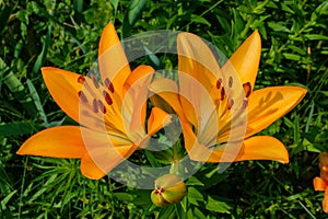 Floral garden. Orange Lily Latin: Lilium closeup. Selective focus