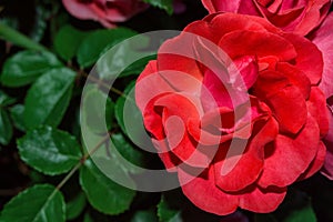 Floral garden. Scarlet Rose on green leaves background, close up. Free space. Selective focus, soft blurry background