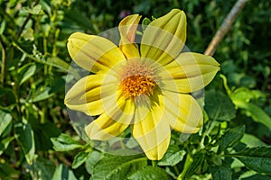 Floral garden. Yellow Dahlia `Jolly Fellows` closeup. Selective focus
