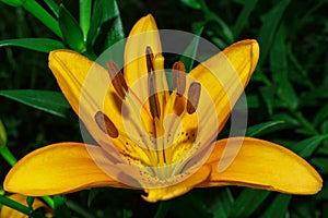 Floral garden. Yellow flower Lily Latin: Lilium on the background of dark green leaves in the garden, close-up