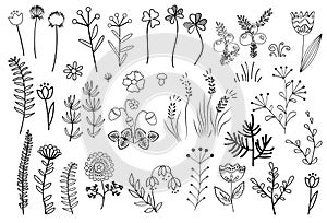 Floral graphic elements big vector set. Herbs and flowers