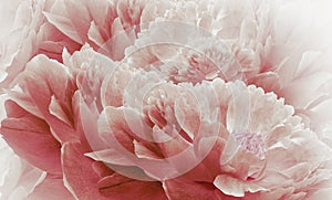 Floral halftone light red background. Flowers and petals of a light red peonies close up.