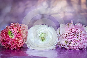 Floral heads of Ranunculus white, pink and lilac color lie in a row on a gentle violet blurred background. Beautiful spring flower