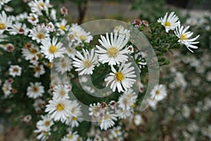 Floral heads of white heath aster