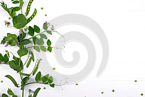 Floral herbaceous background. Growing peas plant on a white background.