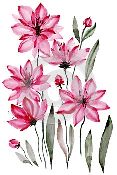 Floral illustration. Beautiful pink flowers with black stamens isolated on white background. Watercolor painting.