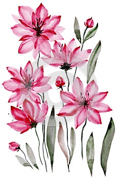 Floral illustration. Beautiful pink flowers with black stamens isolated on white background. Watercolor painting. photo