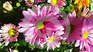 Floral immage for design