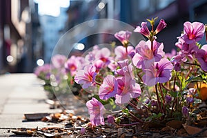 Floral intrusion nature unexpected urban growth, spring session photos