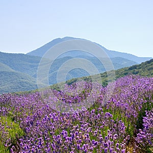 Floral Landscape