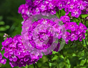 Floral landscape with inflorescences of phlox paniculate pink late blooming close-up