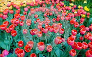 Floral landscape with a red tulips flowerbed