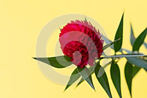 Floral layout with bright red gomphrena flower with green leaves with copy space on gradient pink and yellow colors background.