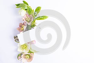 floral layout of flowers hellebores and black card isolated on a white background. Top view. Spring festive floral