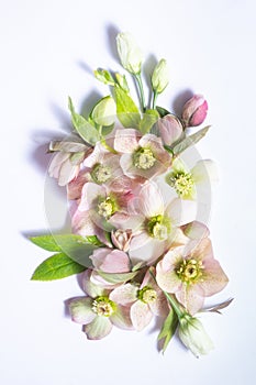 floral layout of flowers hellebores isolated on a white background. Top view. Spring flat lay with copy space.