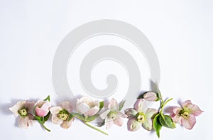 floral layout of flowers hellebores isolated on a white background. Top view. Spring floral border with copy space.