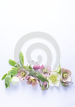 floral layout of flowers hellebores isolated on a white background. Top view. Spring or summer floral border with copy
