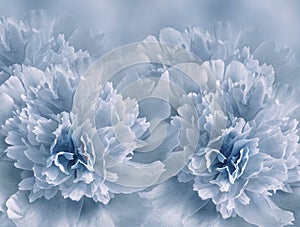 Floral light blue background. A bouquet of blue peonies flowers. Close-up. Flower composition.