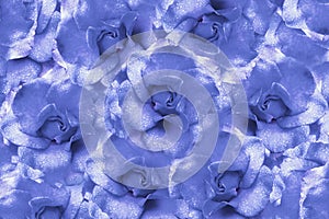 Floral light blue background from roses. Flower composition. Flowers with water droplets on petals. Close-up.