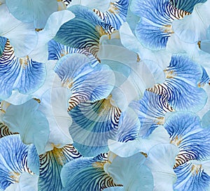 Floral light blue  beautiful background.  Flower composition.  flowers irises  closeup. Nature.