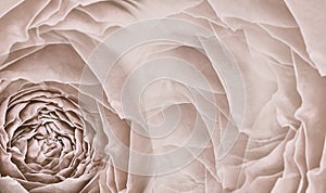 Floral light brown background. Pink roses and petals flowers. Close-up. Flower composition.